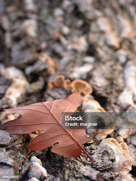 Auburn Leaf Stock Photo - Download Image Now - Auburn - Alabama, Autumn, Backgrounds