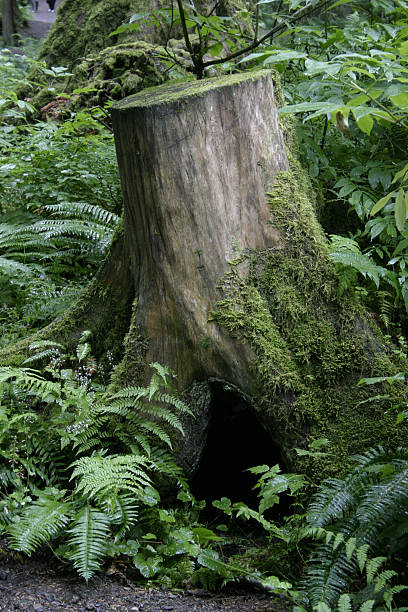 Tree Stump in Forest stock photo