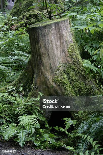 Foto de Cepo Na Floresta e mais fotos de stock de AC - AC, Casca de Árvore, Cepo