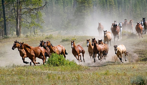 Galloping Horse Herd Herd of horses gallop past raising dust stampeding photos stock pictures, royalty-free photos & images