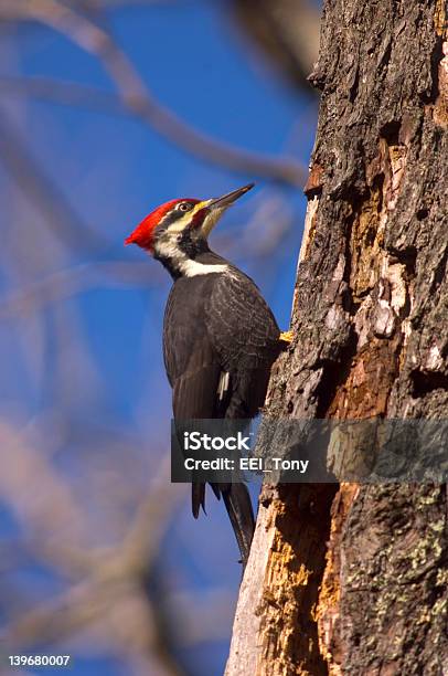 Helmspecht Für Ihre Steilhänge Die Verfallenen Tree Stockfoto und mehr Bilder von Nationalpark Great Smoky Mountains