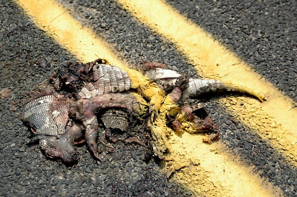 Double line painted armadillo.