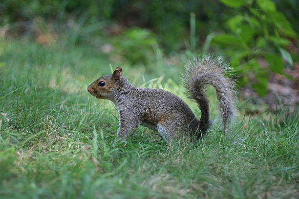 다람쥐 - squirrel softness wildlife horizontal 뉴스 사진 이미지