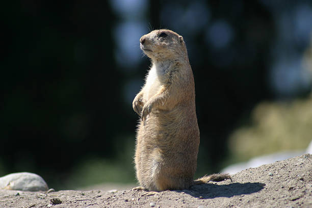 istock Prairie Dog on Alert 139680098