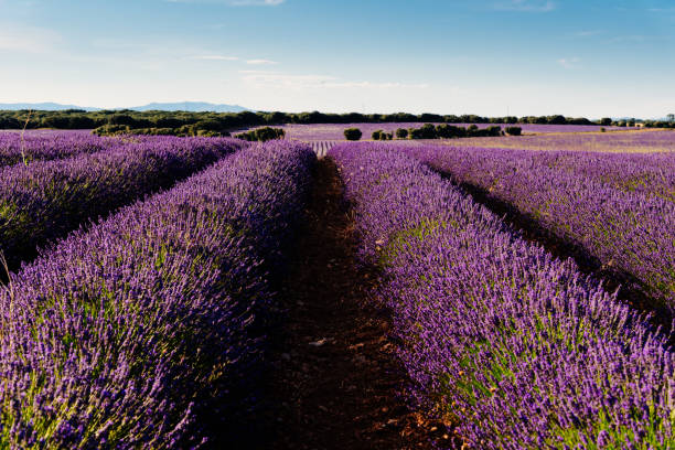 istock Purple Lavender Fields. Summer sunset landscape in Brihuega 1396801177