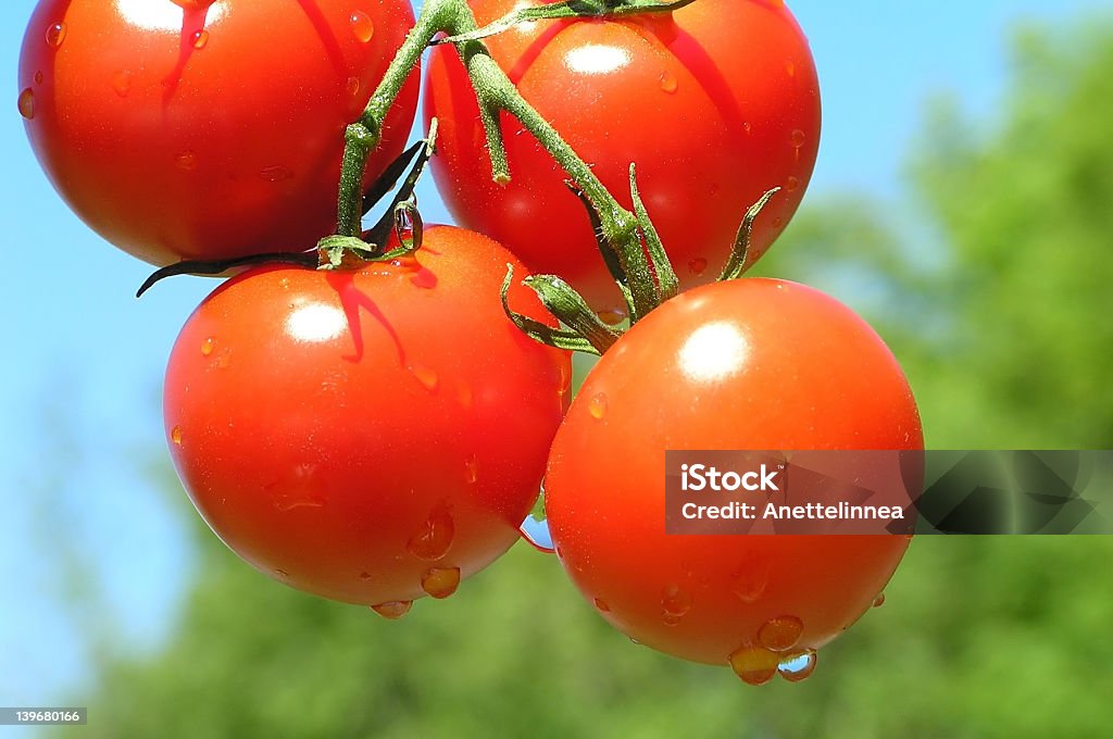 Red ripe tomatoes on stalk with water droplets Four red tomatoes against the blue sky Tomato Stock Photo