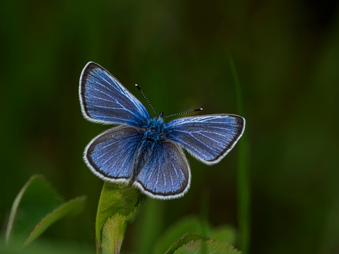 Set two beautiful blue tropical butterflies with wings spread and in flight isolated on white background, close-up macro.