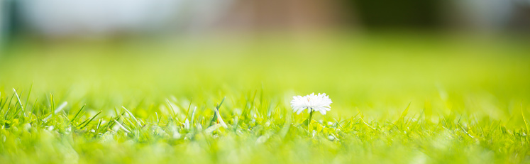 Panoramic background of meadow flowers surrounded by fresh green grass. Beautiful natural panoramic countryside landscape. Selective focusing on foreground with strong blurry background.