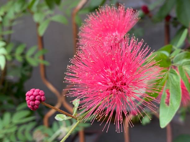 istock Selected focus for Australian Red Acasia Flower 1396802252