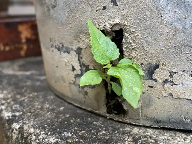 Photo of plant shoots grow through pot holes