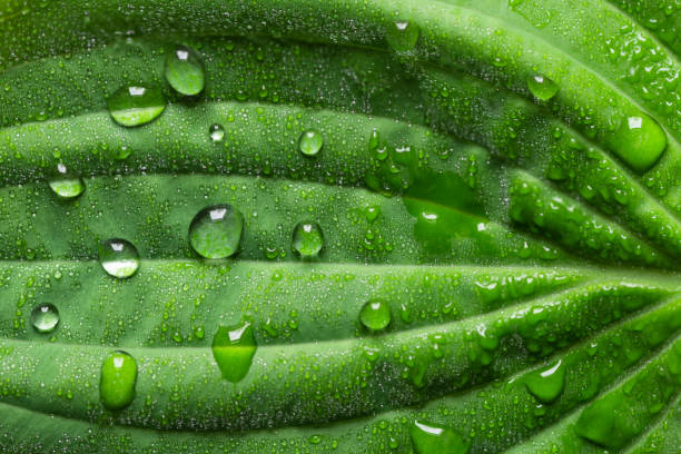 istock Rain drops on green leaf, macro photo. Water drops of dew on leaf. 1396802319