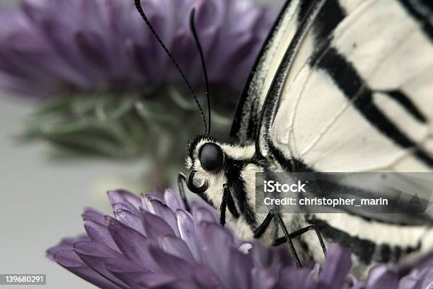 Mariposa En Reposo Foto de stock y más banco de imágenes de Belleza - Belleza, Belleza de la naturaleza, Colorear