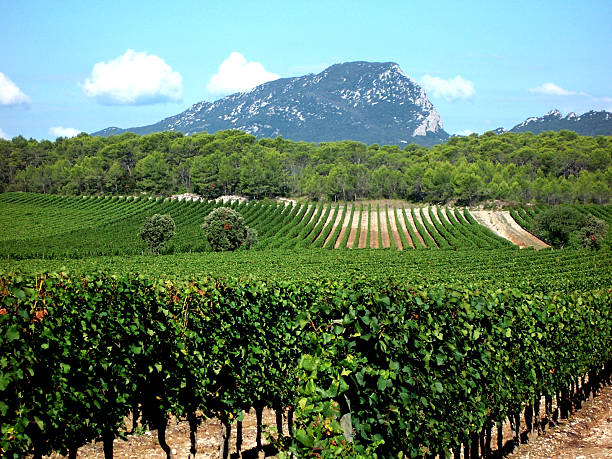 Vineyard of Pic Saint Loup stock photo