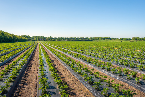 Endless long converging rows of strawberry plants in a Dutch landscape in the province of North Brabant. The plants grow in ridges covered with plastic film. It is a sunny day in the spring season.