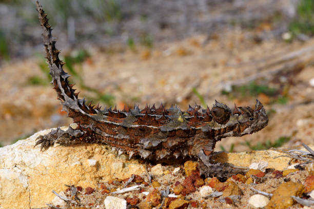 Thorny Devil, Moloch horridus, Western Australia Thorny Devil, Moloch horridus, an ant-eating lizard in its natural habitat in Western Australia, side view moloch horridus stock pictures, royalty-free photos & images