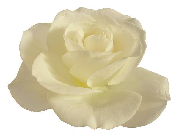 istock Closeup of White Rose 139680440