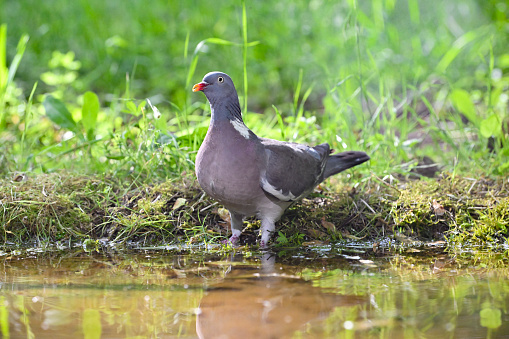 Wood pigeon drinking (Columba palumbus)