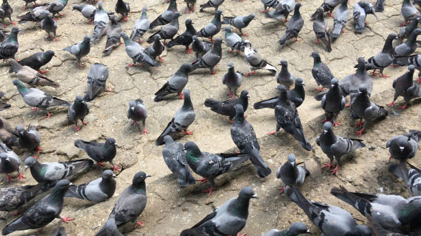 istock Pigeon eating birdseed on the street 1396805644