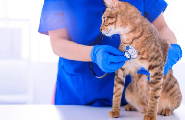 istock Vet examining pet cat with stethoscope on table 1396806496