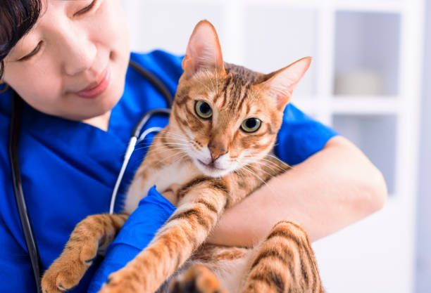female doctor veterinarian is holding a cute  cat on hands at vet clinic and smiling - vet domestic cat veterinary medicine stethoscope imagens e fotografias de stock