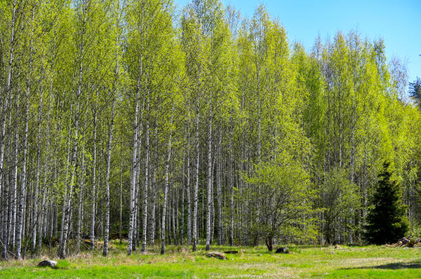 istock green field and light green young birch forest 1396806557