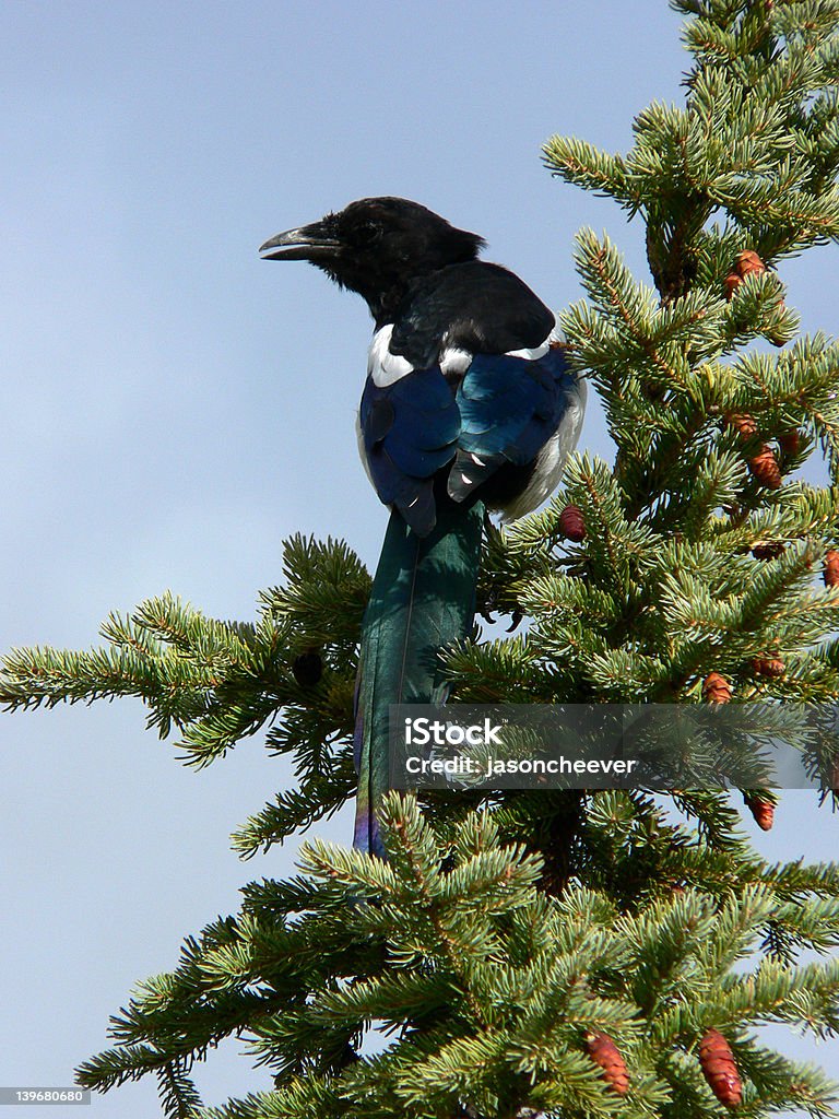 Nero-fattura Gazza - Foto stock royalty-free di Albero