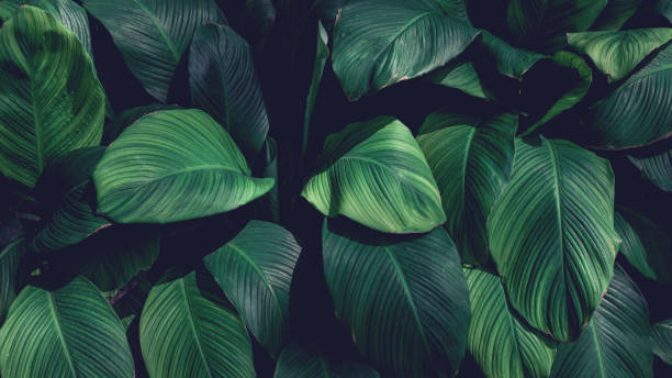 istock Full Frame of Green Leaves Pattern Background. 1396806935