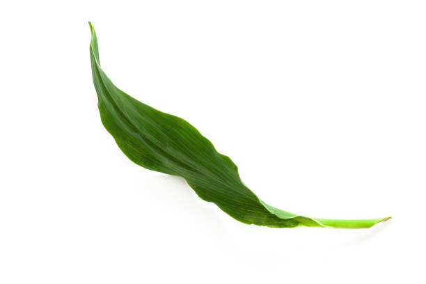 istock Beautiful Tropical leaf isolated on white background. 1396807030