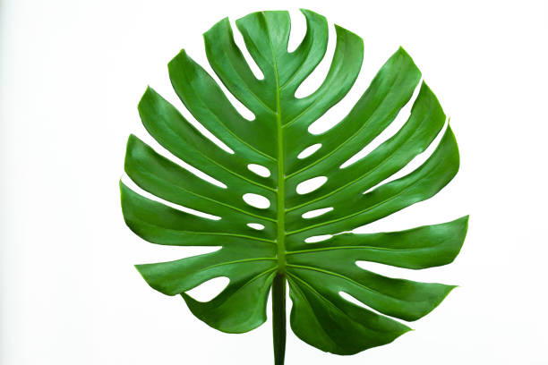 closeup beautiful monstera leaf isolated on white background. - rainforest cheese plant philodendron leaf vein imagens e fotografias de stock