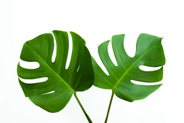 primer plano hermosa hoja de monstera aislada sobre fondo blanco. - cheese plant philodendron rainforest leaf vein fotografías e imágenes de stock