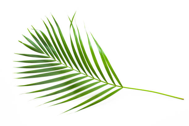 istock leaves of coconut palm tree isolated on white background. 1396807575