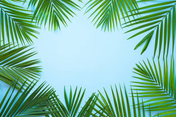 istock top view of tropical palm leaf on blue color background. 1396807654