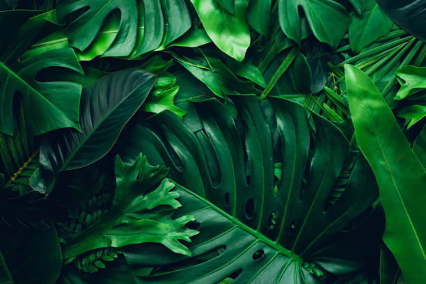 istock Tropical palms and monstera and fern leaf background. 1396807706