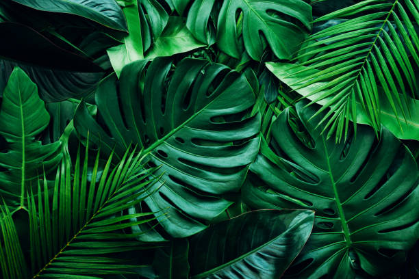 istock Tropical palms and monstera and fern leaf background. 1396807732