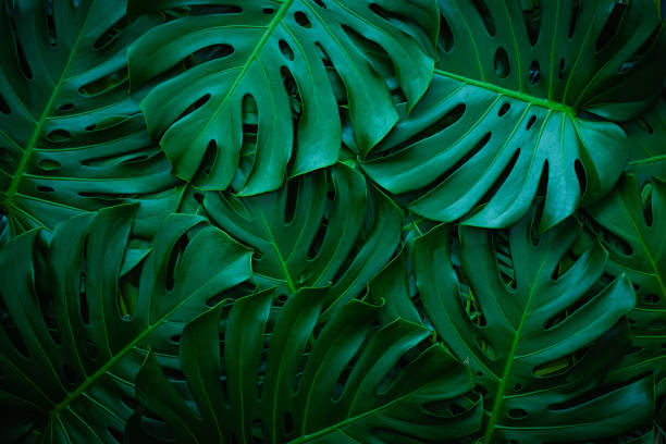 istock Tropical palms and monstera and fern leaf background. 1396807736