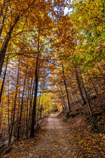 istock Colorful beech fall forest in Ordesa and Monte Perdido NP, Pyrenees, Aragon in Spain 1396807949