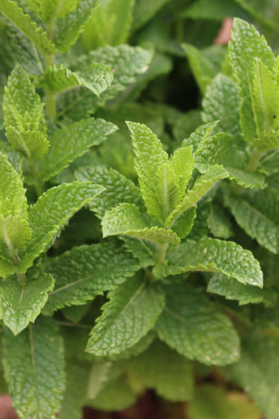 istock Close-up of green Mint or Peppermint 1396807994