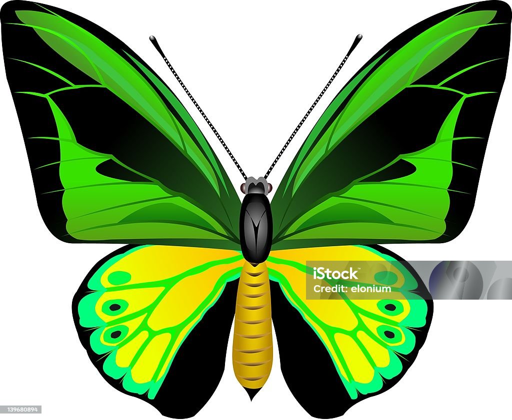 Mariposa Tropical - Foto de stock de Ala de animal libre de derechos