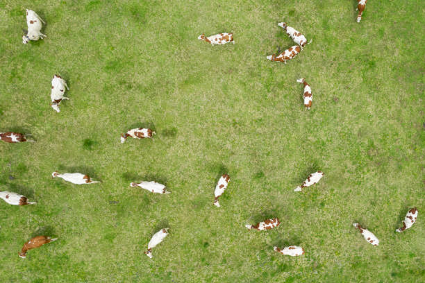istock Aerial view of cows in a filed 1396809725