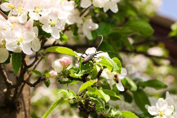 Barbel beetle on a flowering branch of an apple tree on a spring day.