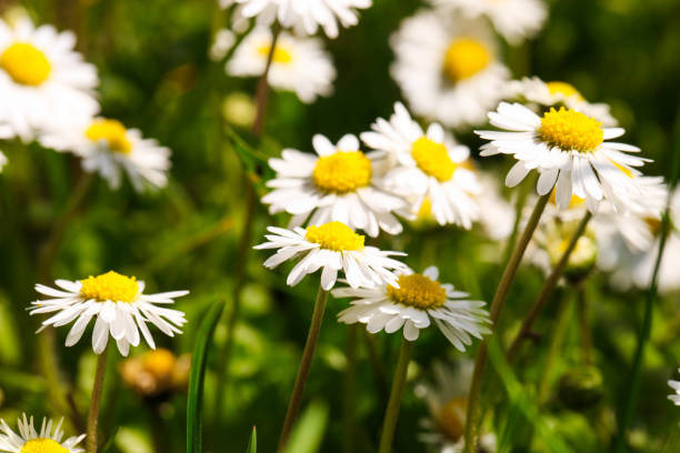 istock field of small daisies 1396810613