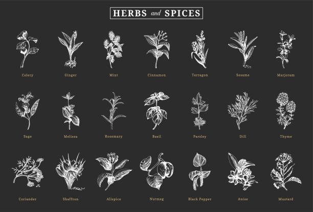 ilustraciones, imágenes clip art, dibujos animados e iconos de stock de hierbas y especias, boceto ambientado en vector, elementos de diseño. colección de dibujos botánicos en estilo grabado. officinalis y plantas culinarias orgánicas, ilustraciones dibujadas a mano. - estragón