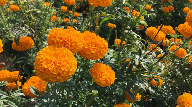 istock Beautiful marigold flower field with full blooming marigold 1396811629