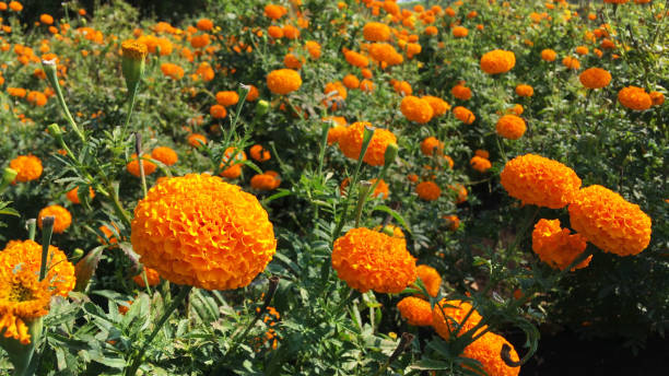 istock Beautiful marigold flowers in field 1396811659
