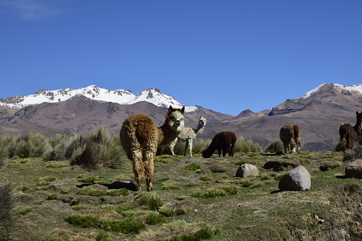 Llamas in front of snow covered vulcano on andean altiplano landscape in Sajama National Park, Bolivia.