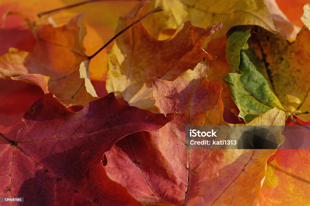 나뭇잎색 - 로열티 프리 가을 스톡 사진