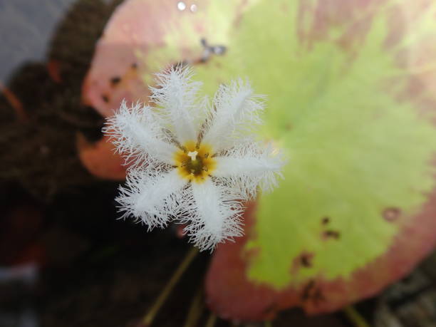 Close shot Nymphoides indica or banana plant, robust marshwort, and water snowflake is an aquatic plant in the Menyanthaceae, native to tropical areas around the world. Blooming in the pond. Close shot Nymphoides indica or banana plant, robust marshwort, and water snowflake is an aquatic plant in the Menyanthaceae, native to tropical areas around the world. Blooming in the pond. marshwort stock pictures, royalty-free photos & images