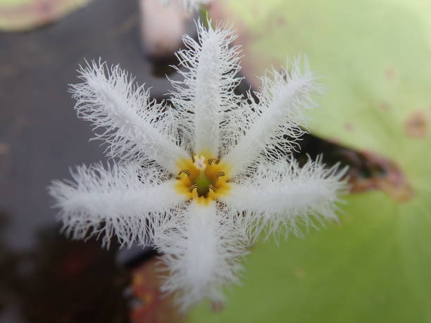 Close shot Nymphoides indica or banana plant, robust marshwort, and water snowflake is an aquatic plant in the Menyanthaceae, native to tropical areas around the world. Blooming in the pond. Close shot Nymphoides indica or banana plant, robust marshwort, and water snowflake is an aquatic plant in the Menyanthaceae, native to tropical areas around the world. Blooming in the pond. marshwort stock pictures, royalty-free photos & images