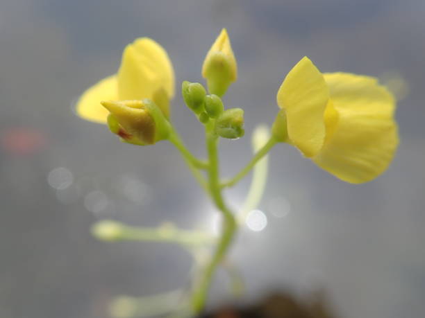 Utricularia sp. flower blooming in the pond with blur background. Utricularia sp. flower blooming in the pond with blur background. Utricularia, commonly and collectively called the bladderworts, is a genus of carnivorous plants. utricularia stock pictures, royalty-free photos & images