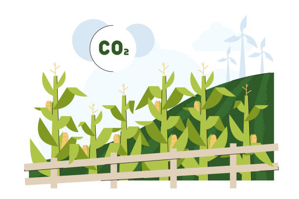 Flat green corn field for biofuel feedstock Flat green corn plants field for biodiesel or biofuel feedstock. Long maize stalk leaves conversion to ethanol fuel. Agricultural biomass grains for organic petrol. Renewable energy sources. corn biodiesel crop corn crop stock illustrations